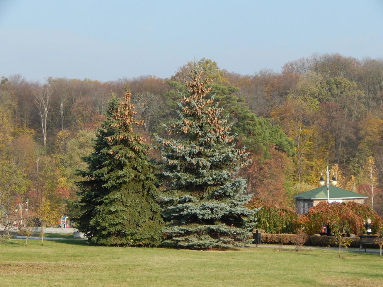 Landscaping garden in park art photo