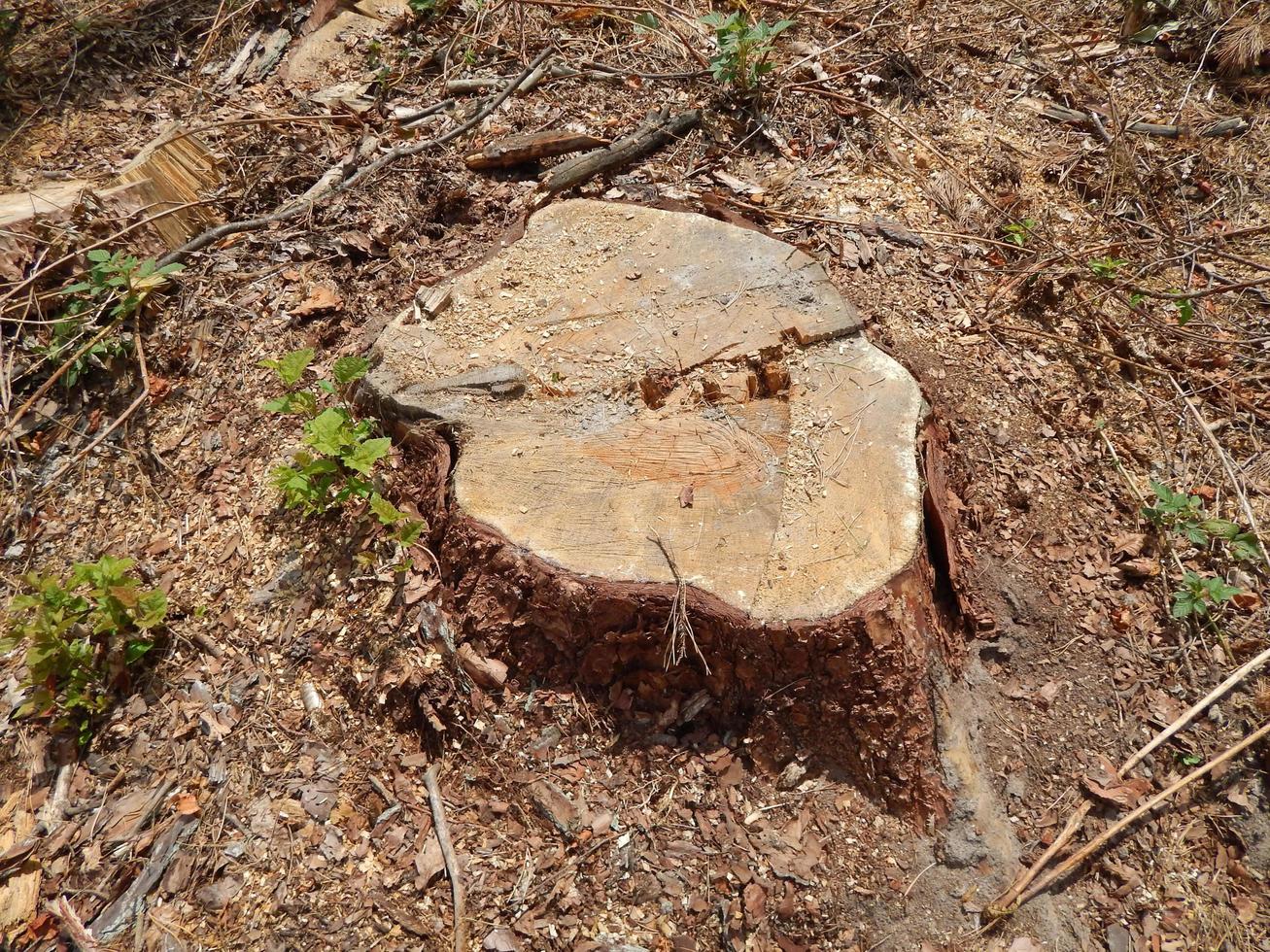 Wood texture timber tree felling photo