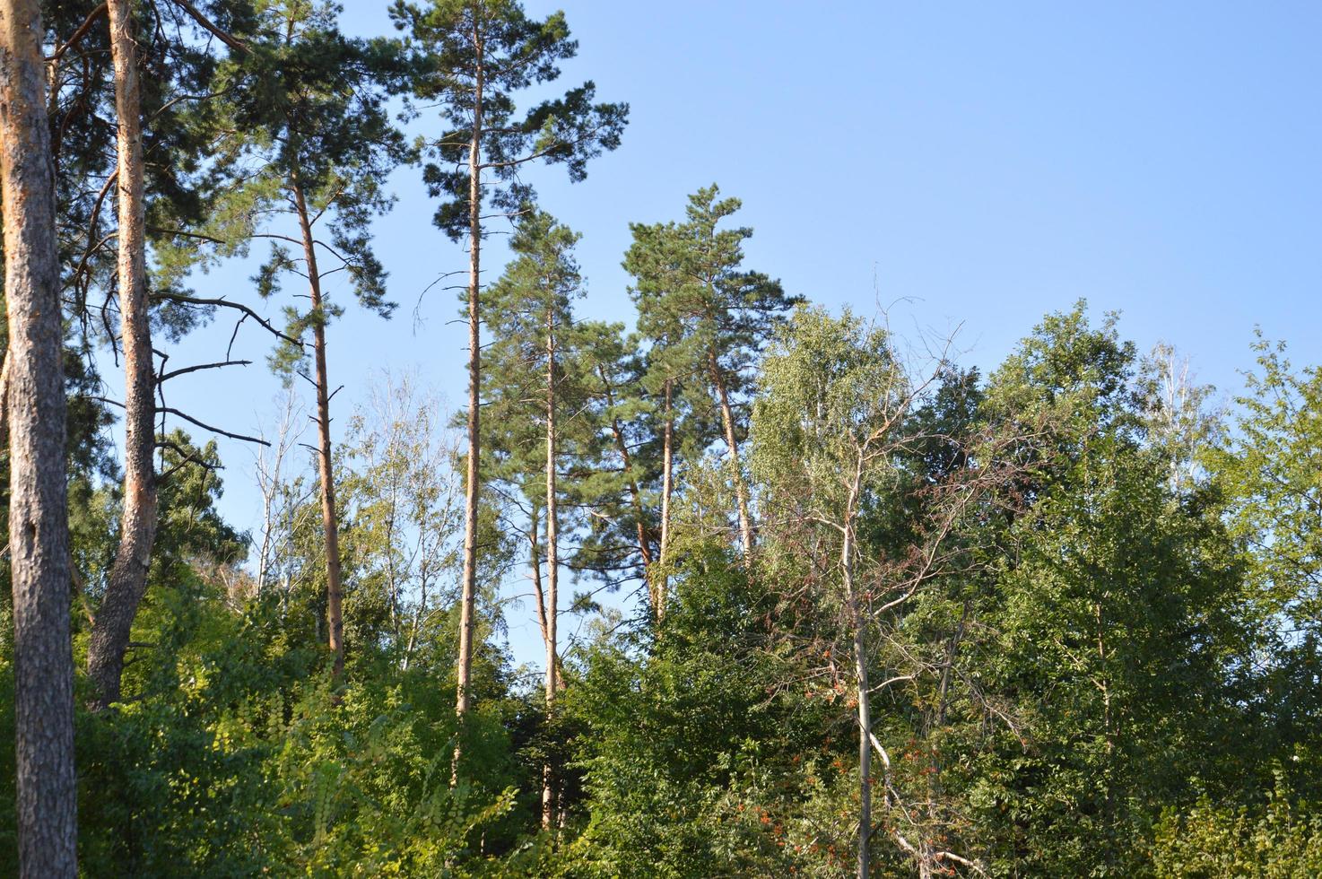 Summer green forest in sunlight photo