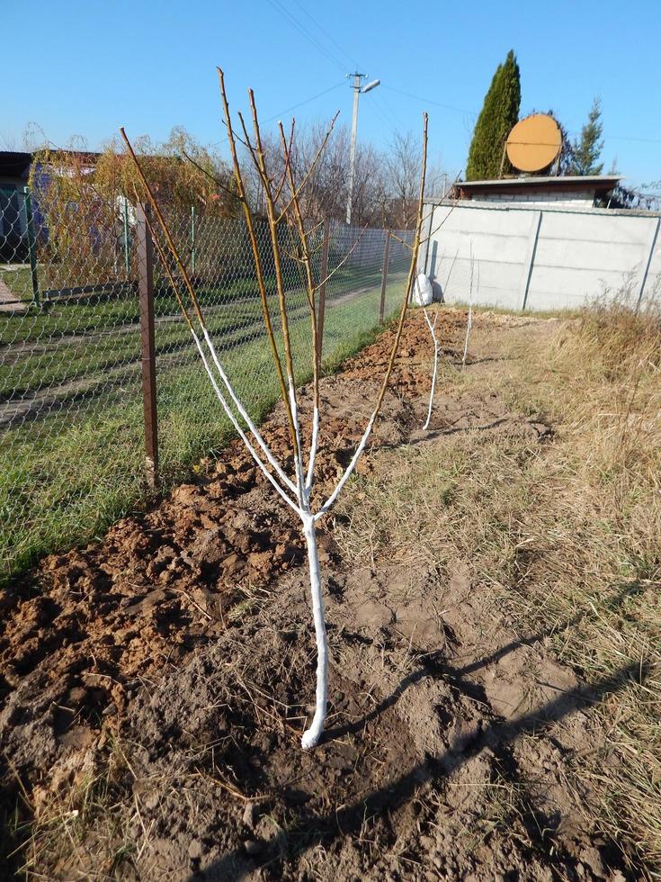 Planting young tree seedlings in autumn in the garden photo