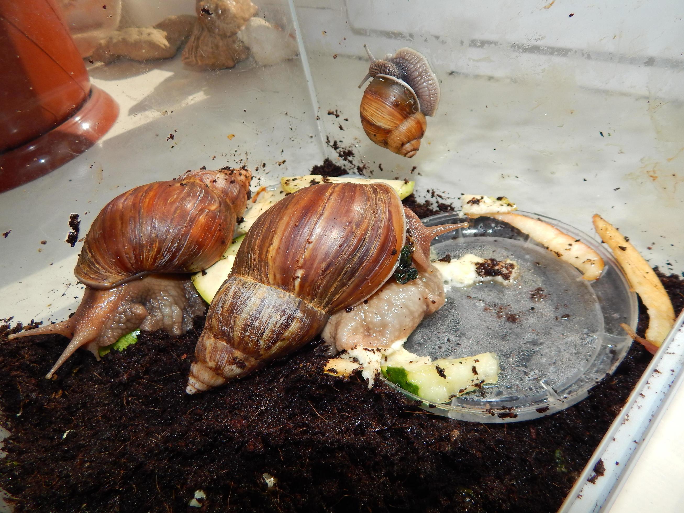 The breeding of large snails in the terrarium of the house 3648079