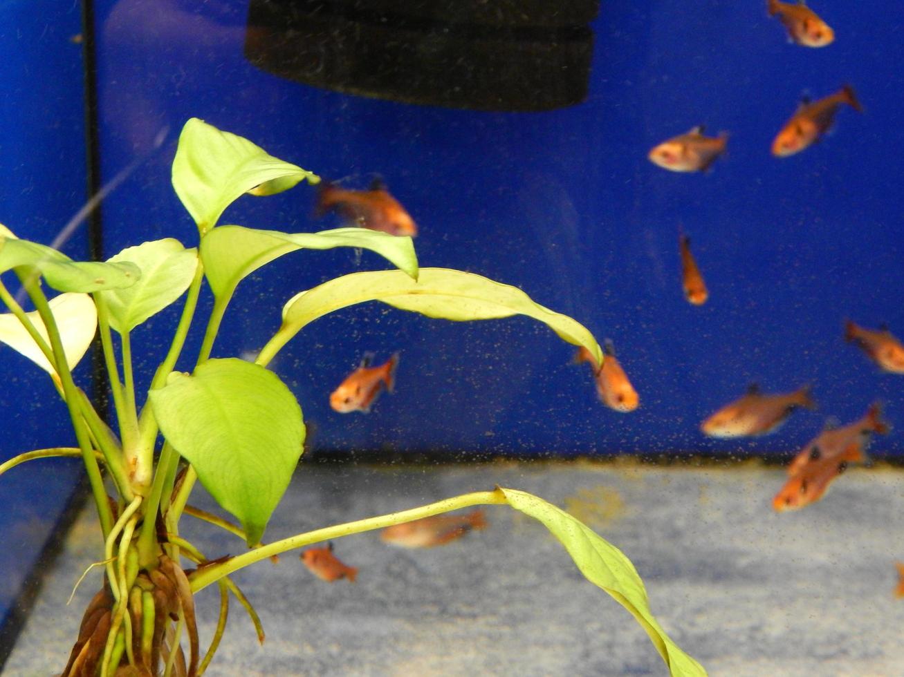 Aquarium fish swim in a decorative pond photo