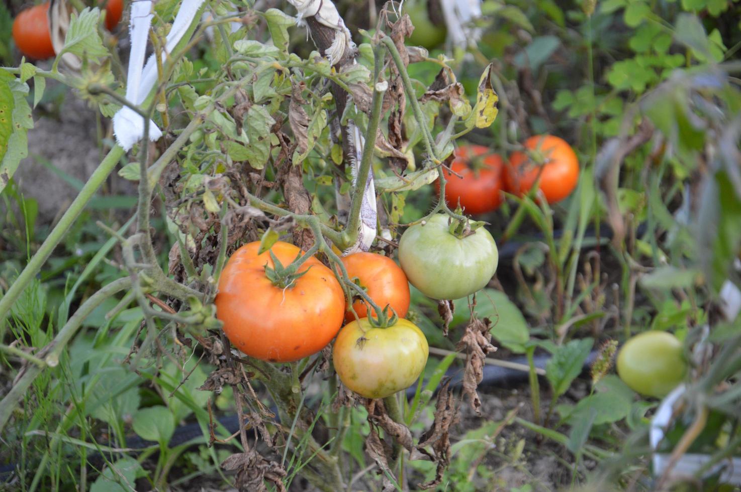 tomates maduros maduros en el jardín foto