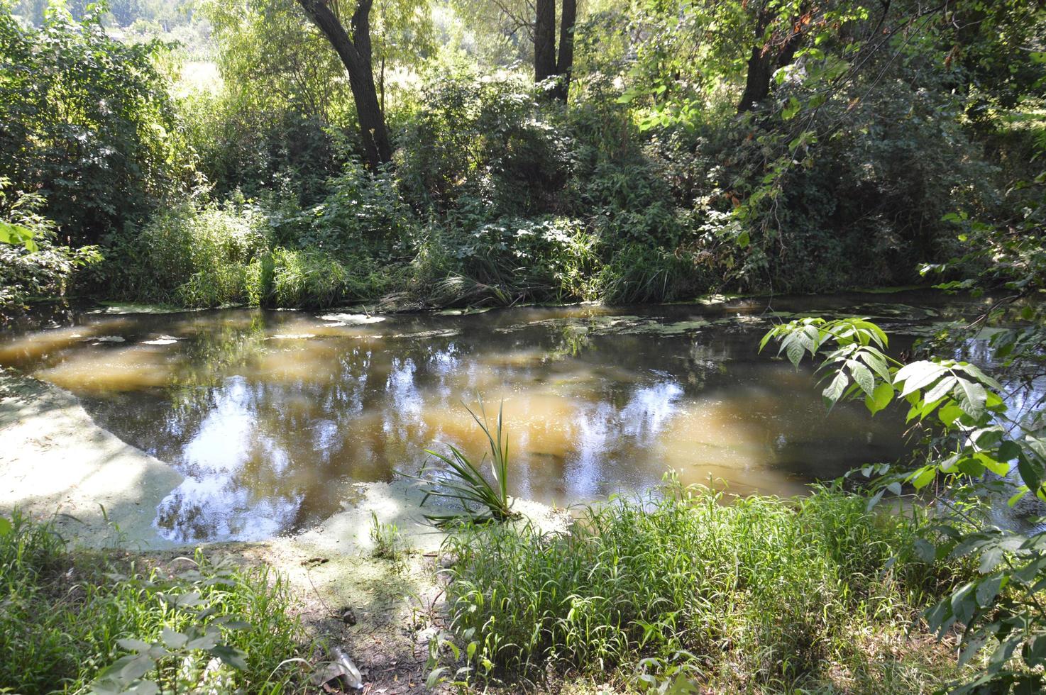 un pequeño río fluye cubierto de juncos y bloqueado por una presa foto