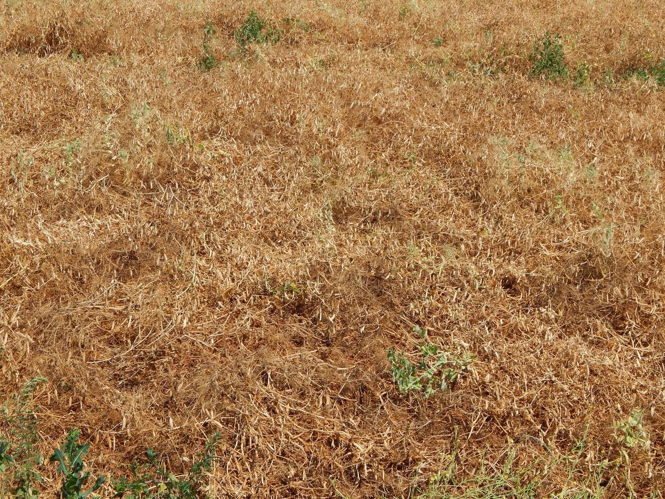 campo fuera de la ciudad, plantas agrícolas. foto