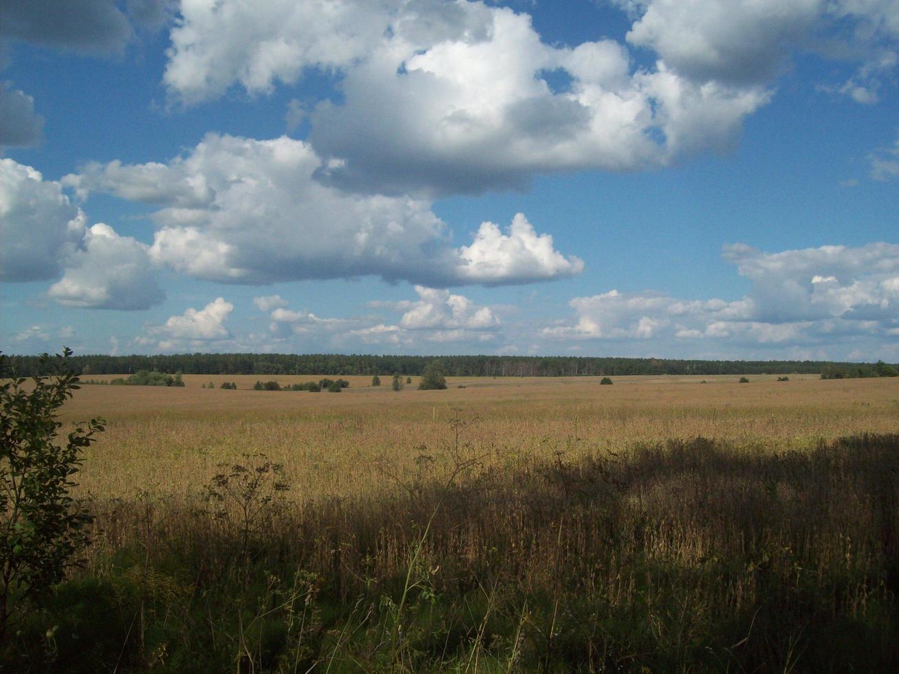 campo fuera de la ciudad, plantas agrícolas. foto