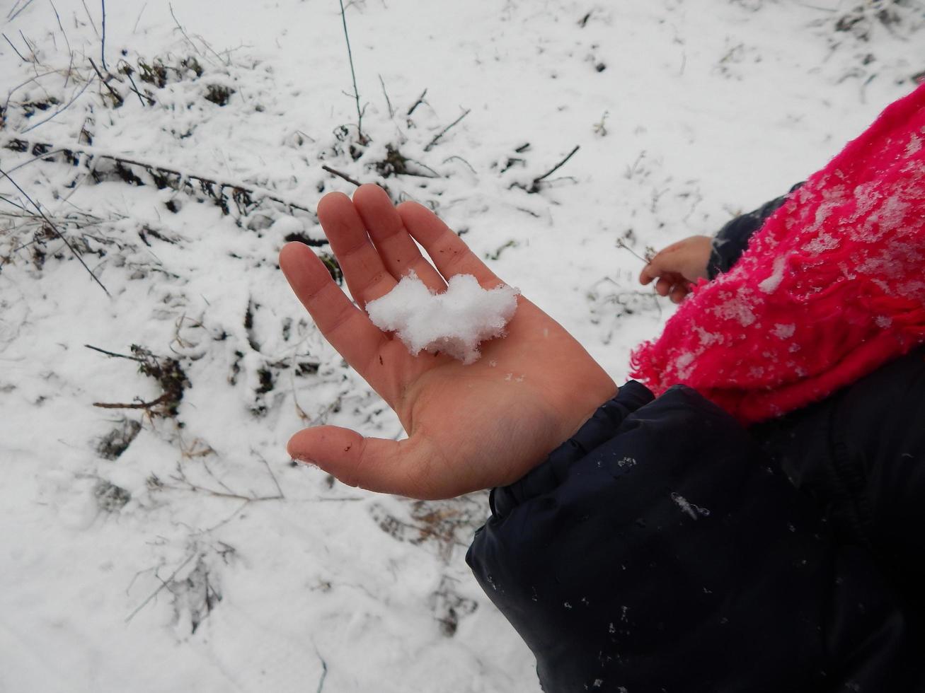 texturas de nieve invernal, árboles y plantas heladas. foto