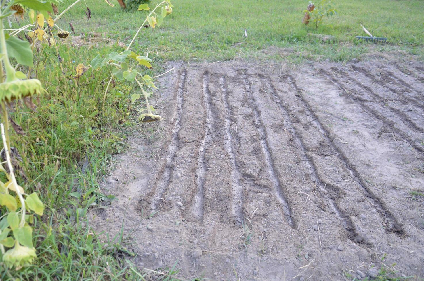 Arable land for planting siderates in the garden photo