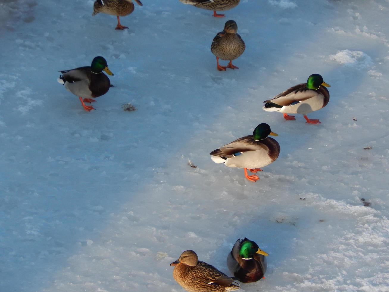 Ducks sit on the ice and swim in the river photo