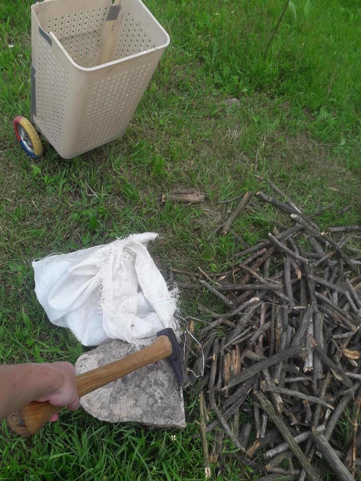 Collecting firewood for lighting the stove from the forest photo