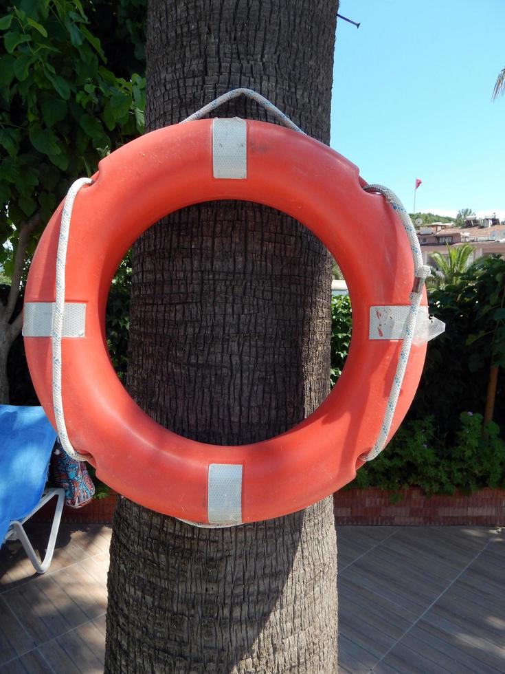 Lifebuoy on a tree photo