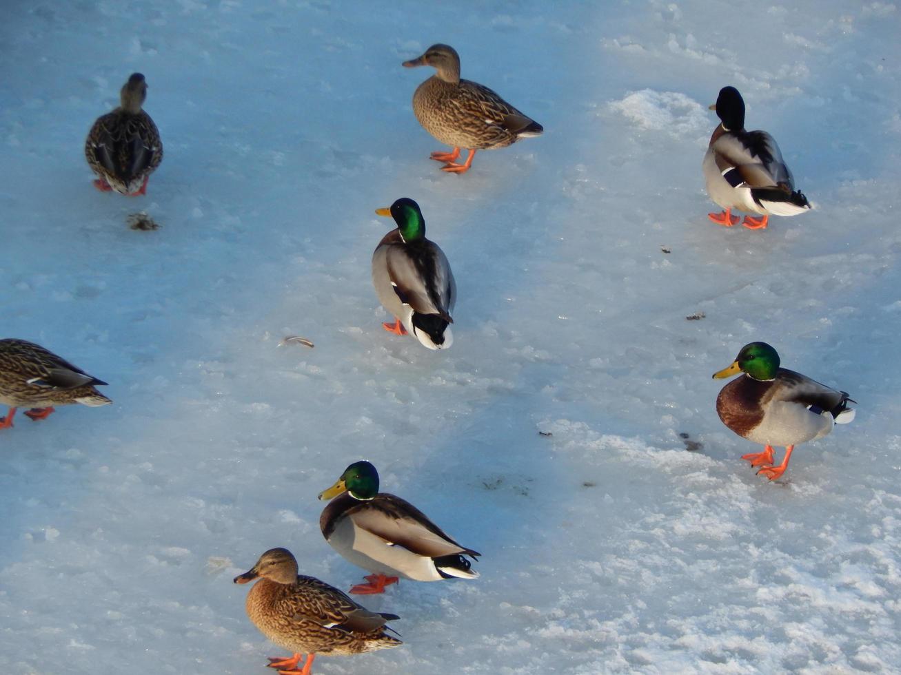 los patos se sientan en el hielo y nadan en el río. foto