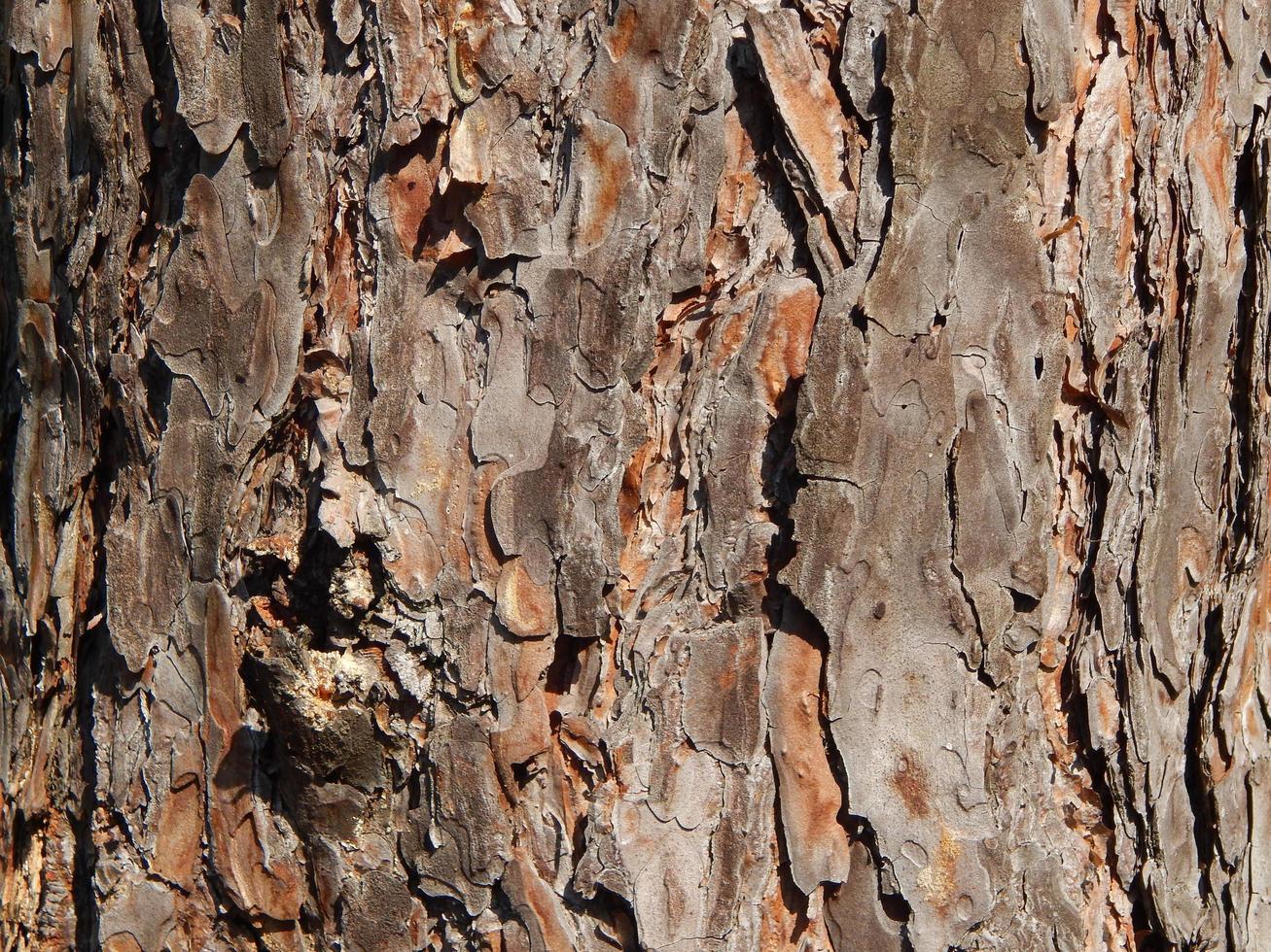 textura de madera tala de árboles de madera foto