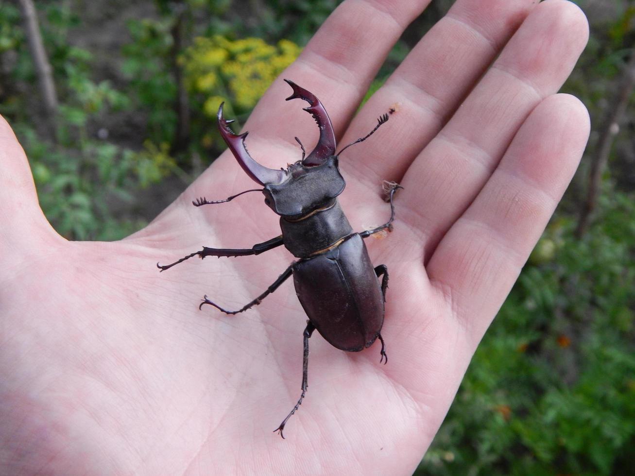 Grandes insectos escarabajo ciervo escarabajo foto