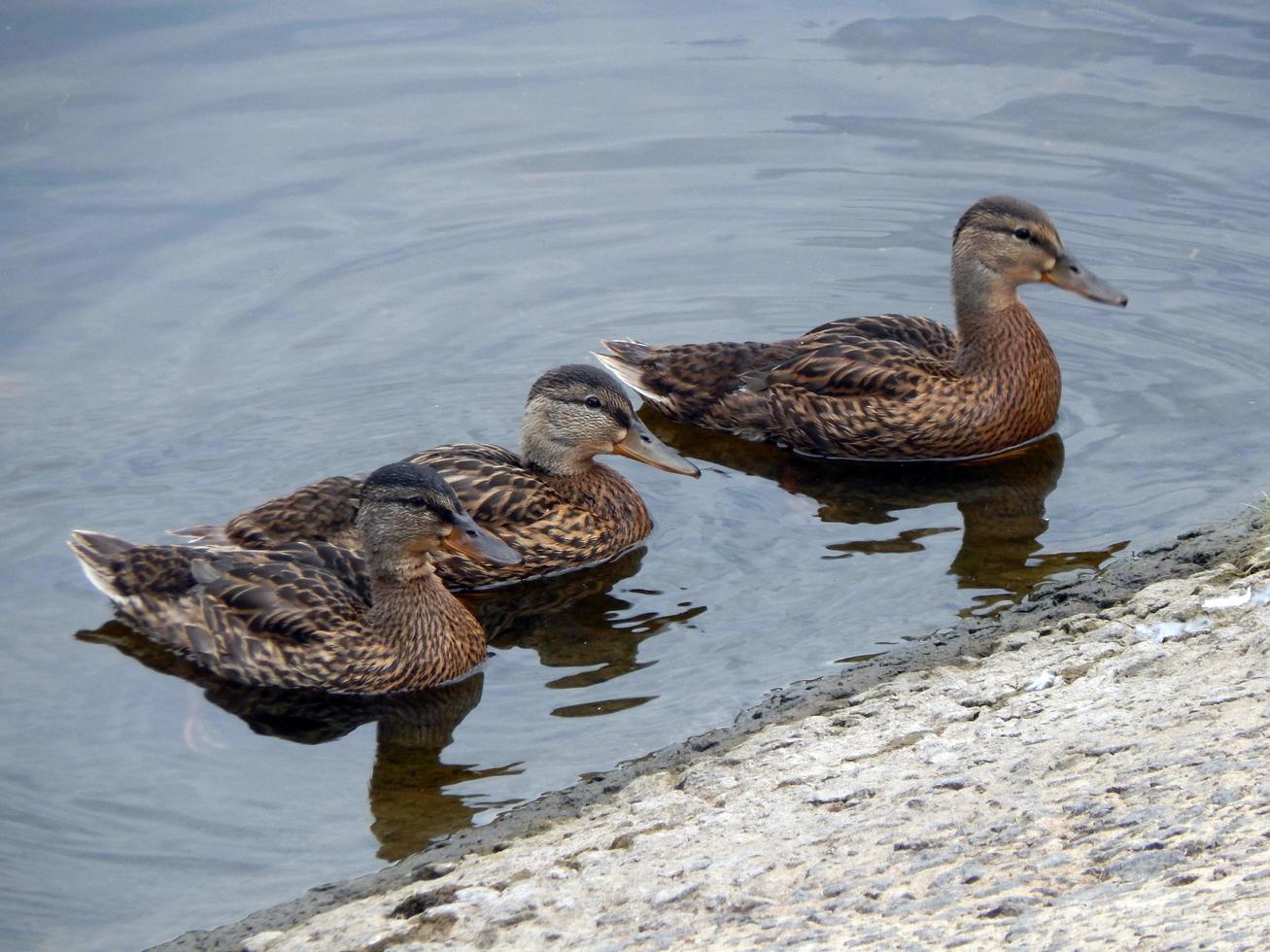 patos nadan en el verano a lo largo del río en el agua foto