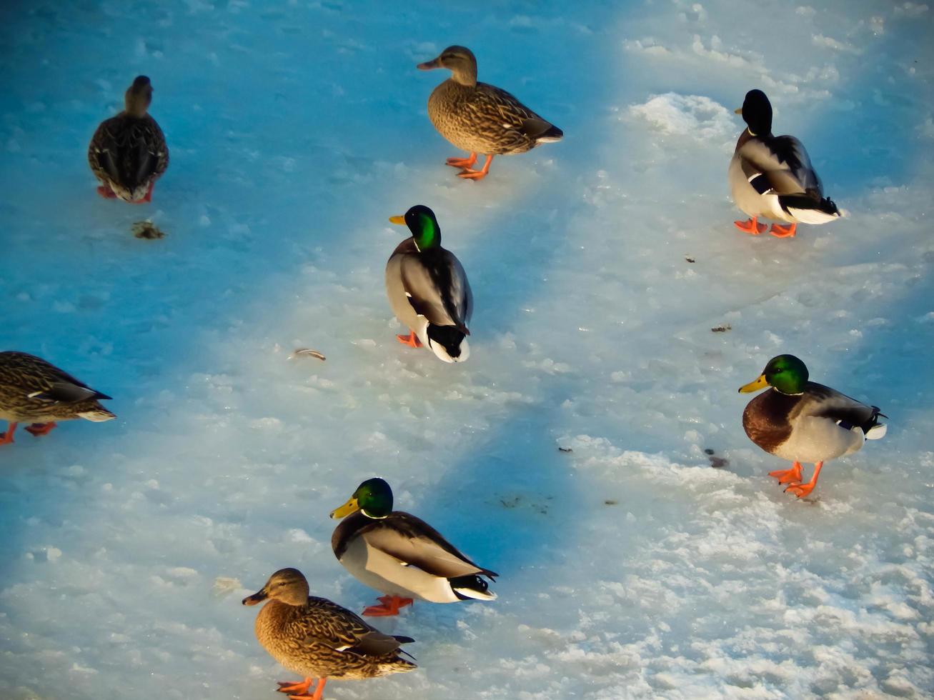 los patos se sientan en el hielo y nadan en el río. foto