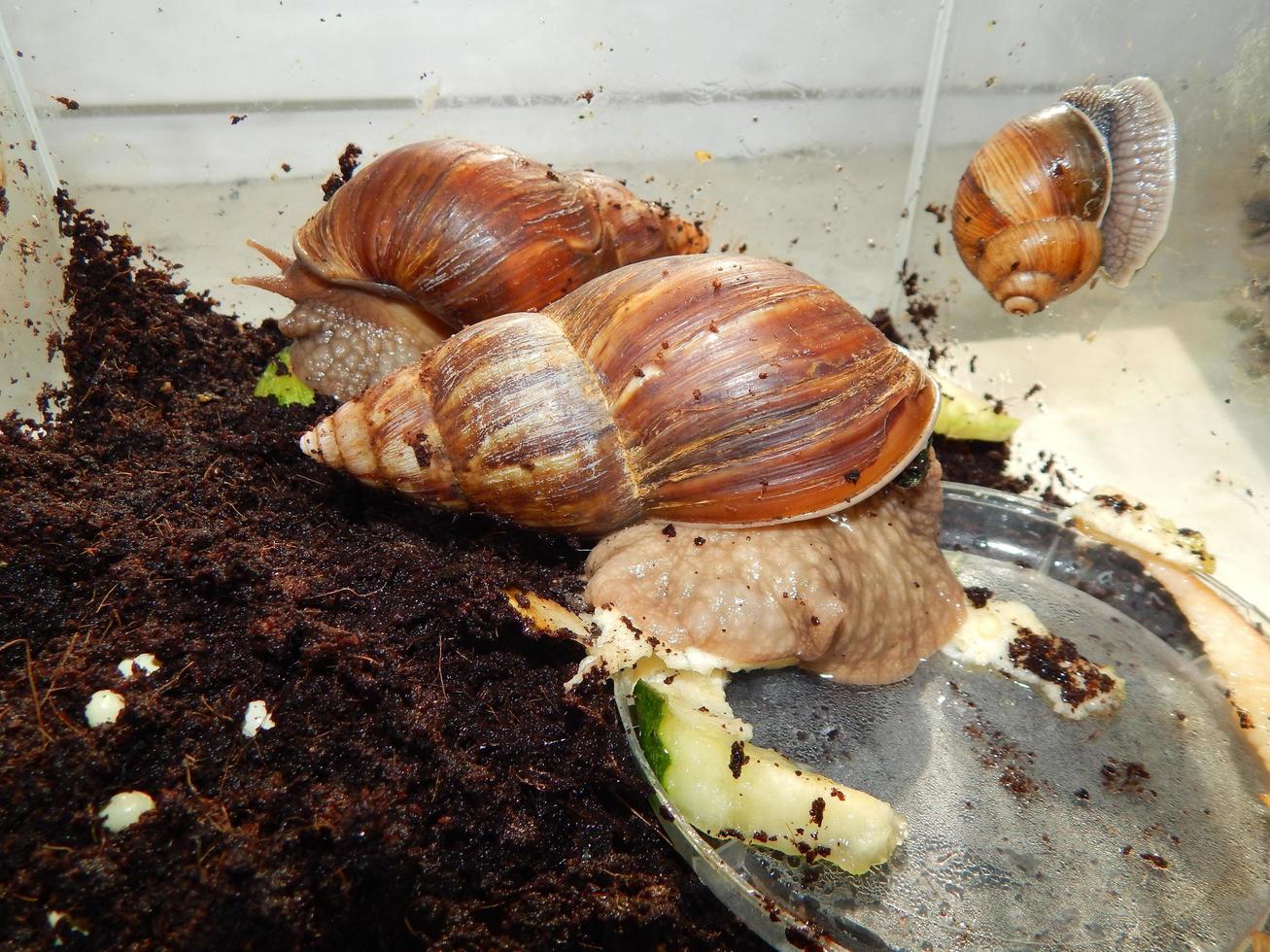 la cría de grandes caracoles en el terrario de la casa foto