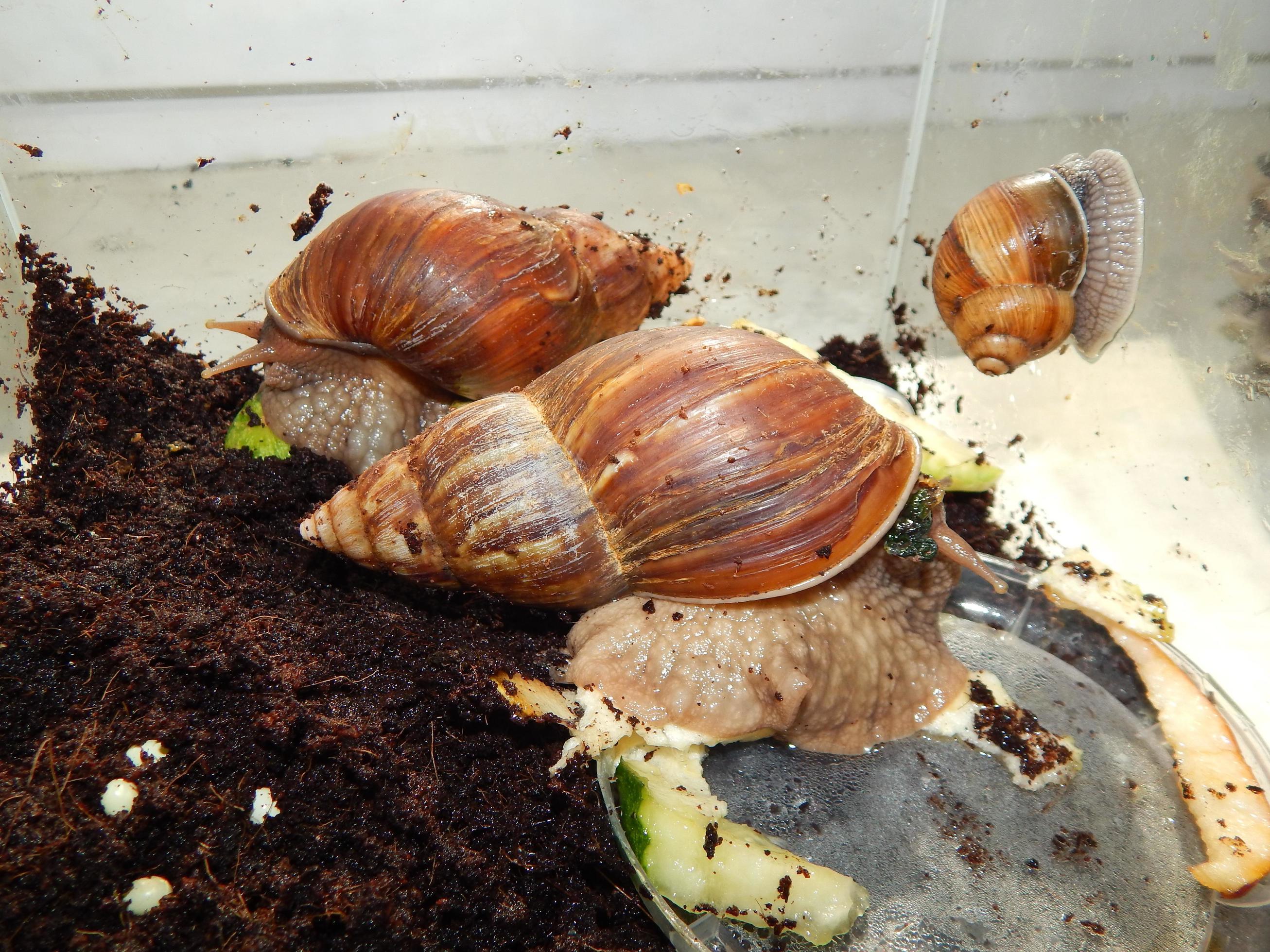 The breeding of large snails in the terrarium of the house 3648399