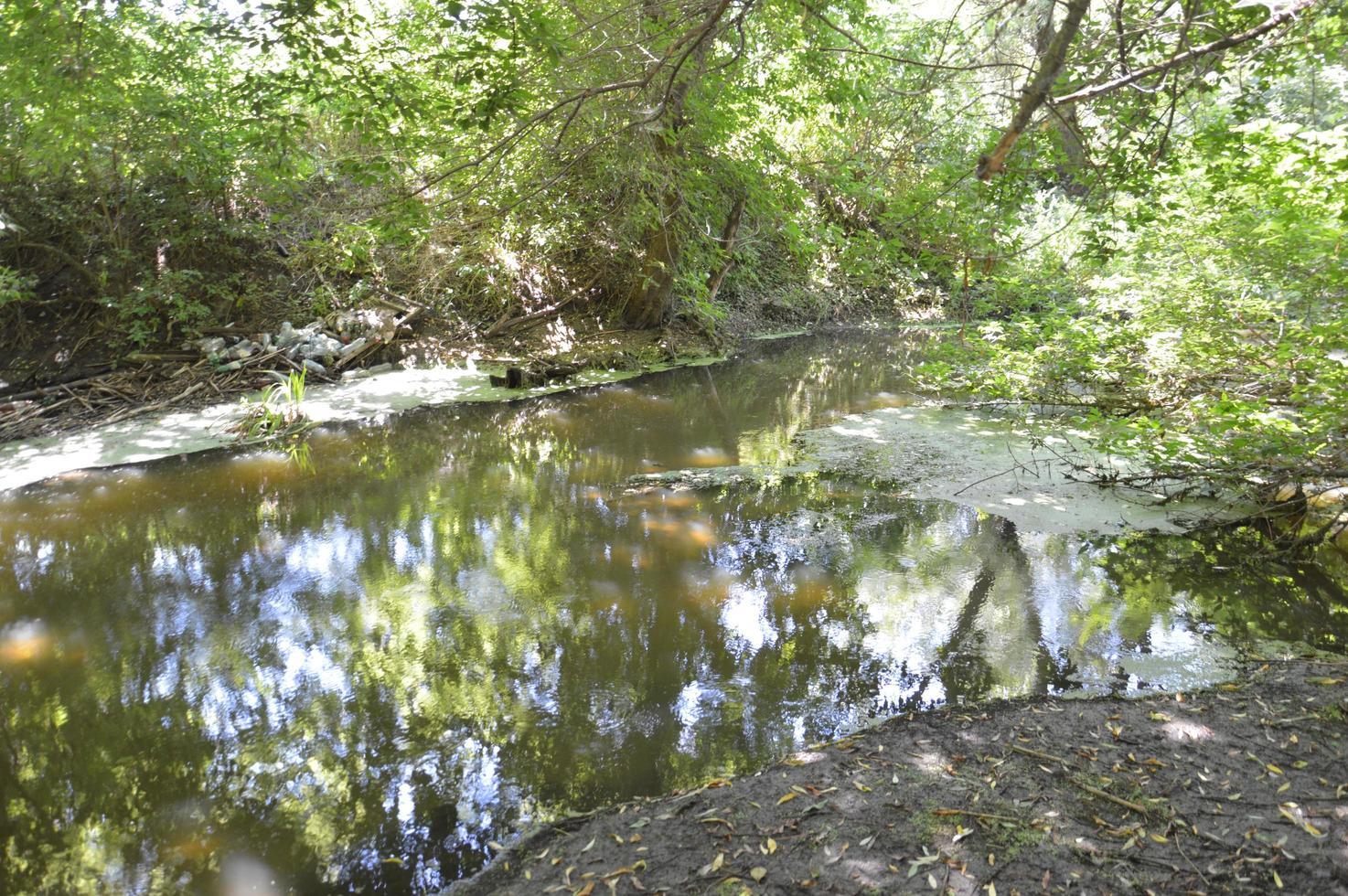 un pequeño río fluye cubierto de juncos y bloqueado por una presa foto