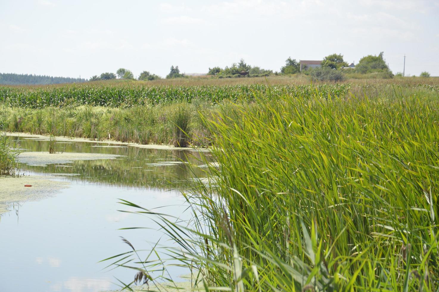 un pequeño río fluye cubierto de juncos y bloqueado por una presa foto