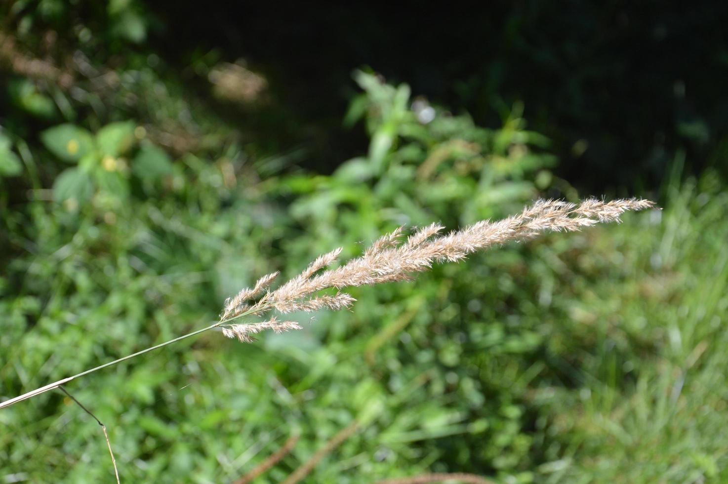 La hierba del campo crece en el verano en el pueblo. foto