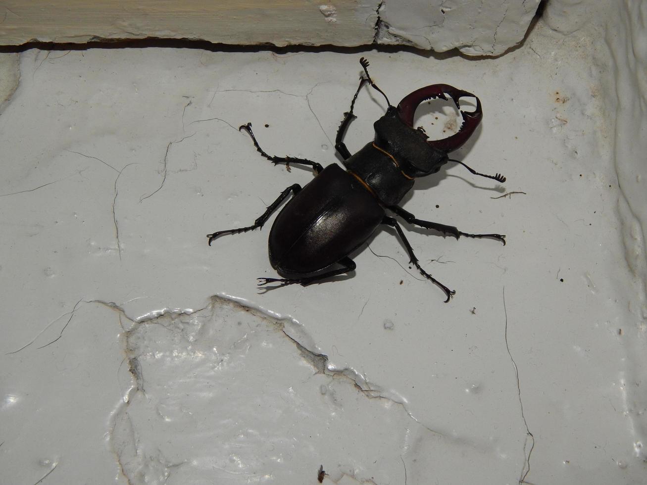 Large beetle stag beetle insects photo
