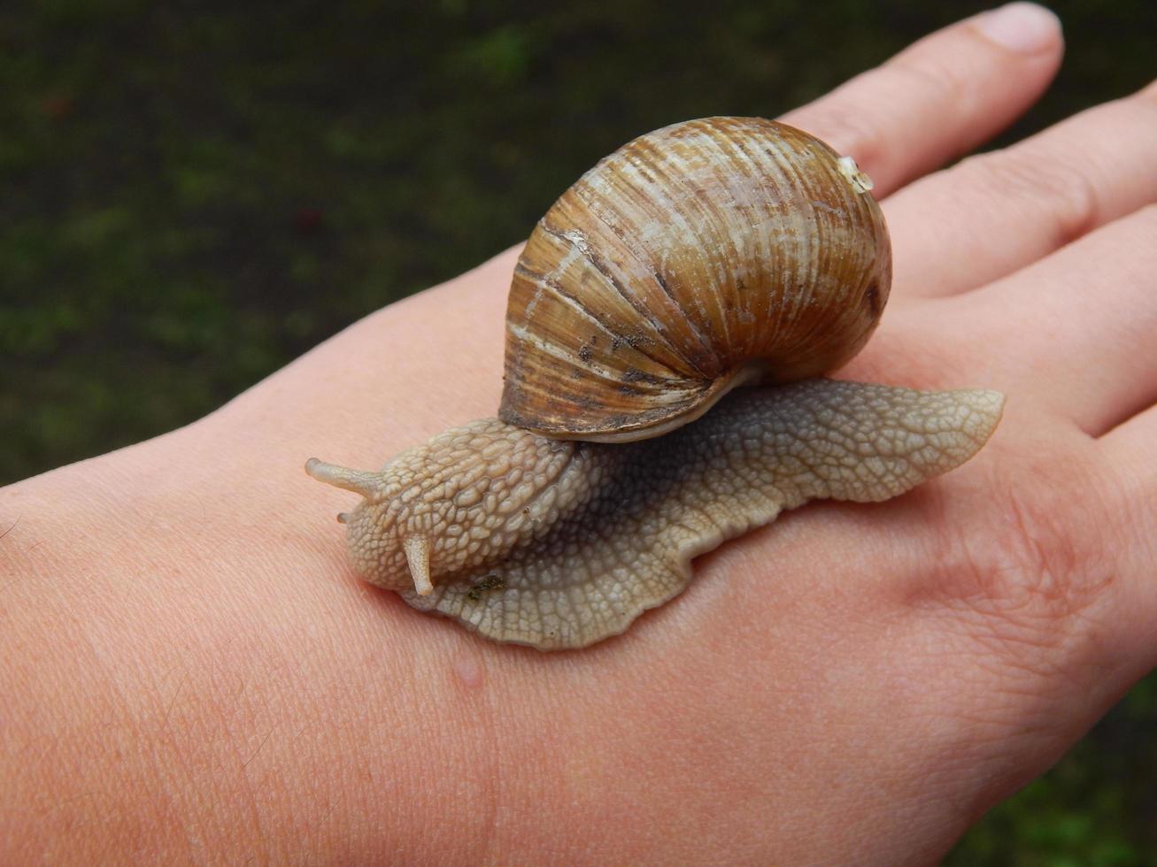 Caracol arrastrándose por la hierba verde en el jardín foto