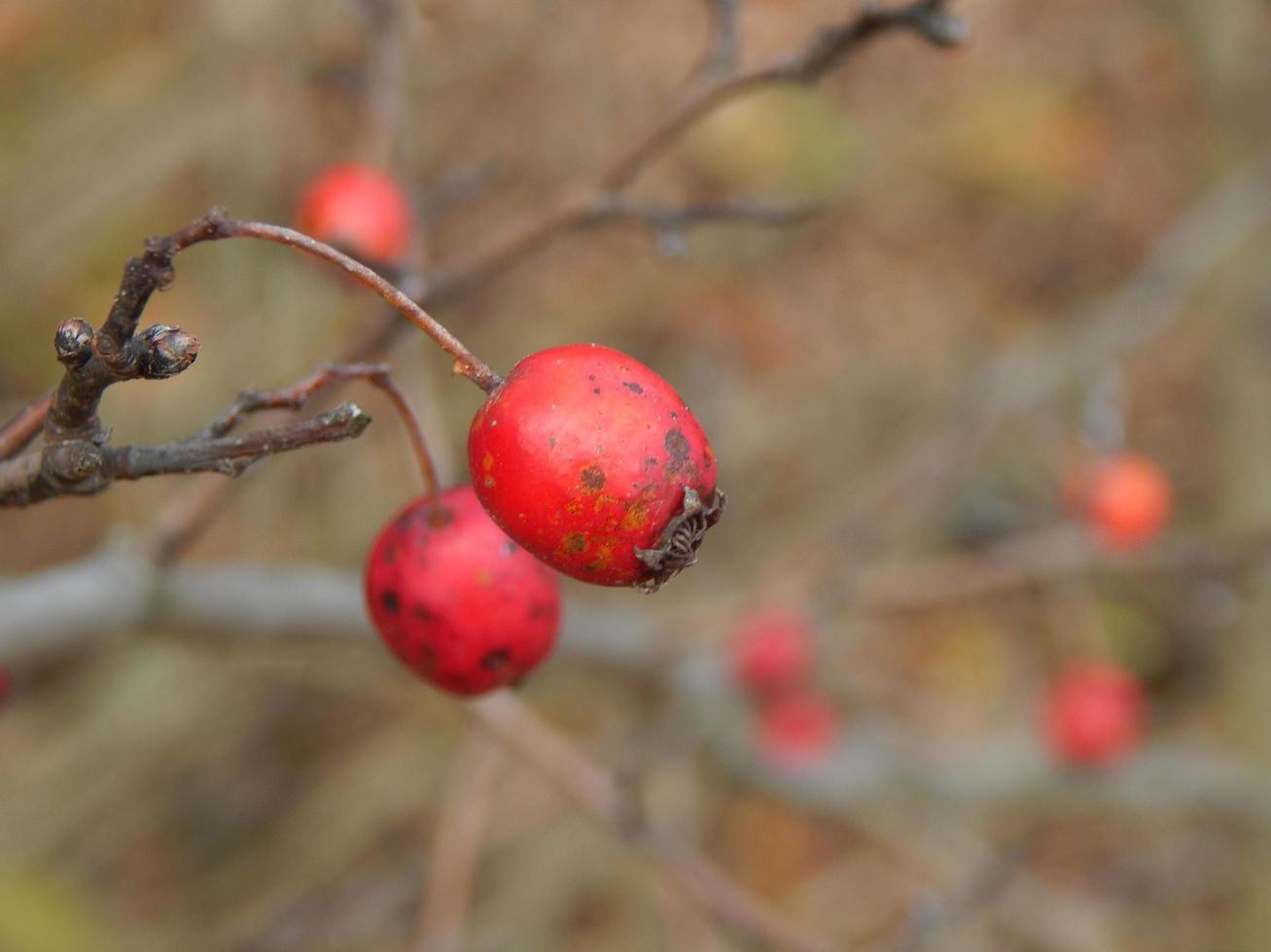 textura de las plantas y la naturaleza del bosque de otoño foto