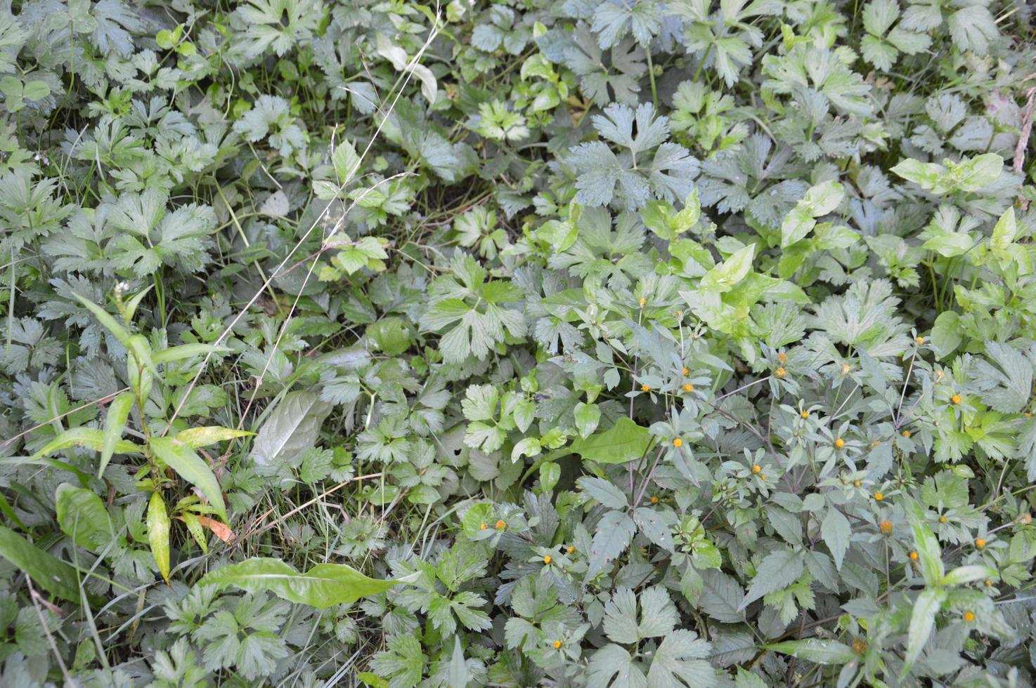 plantas y hierbas del bosque en verano. foto