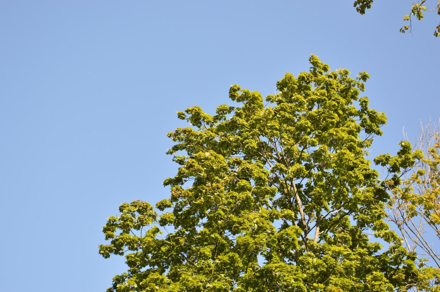 bosque verde de verano en la luz del sol foto