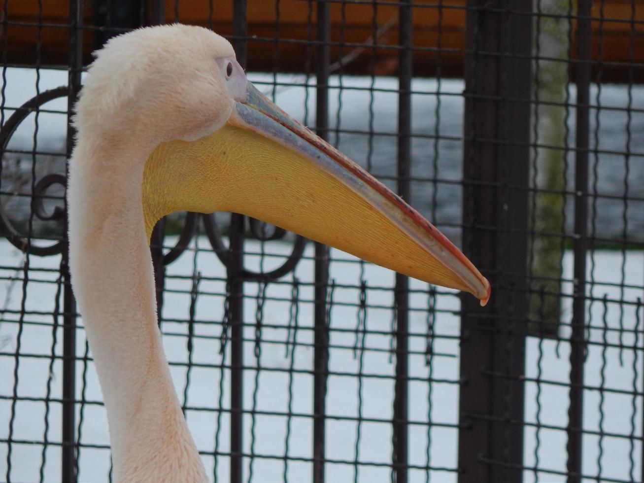 Birds in the aviary close-up photo