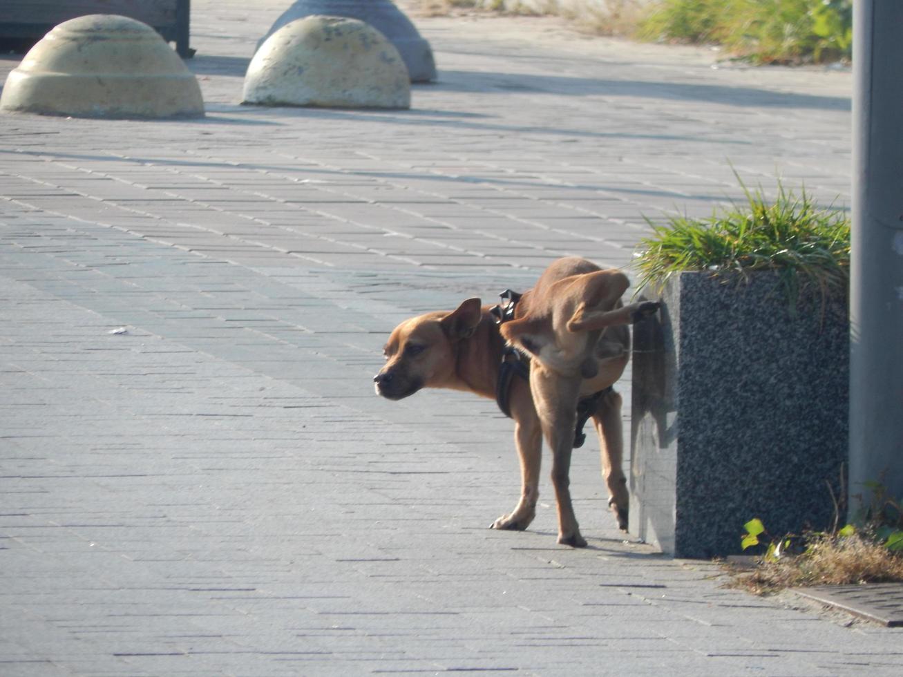 Various animals in the city of birds, dogs, insects photo