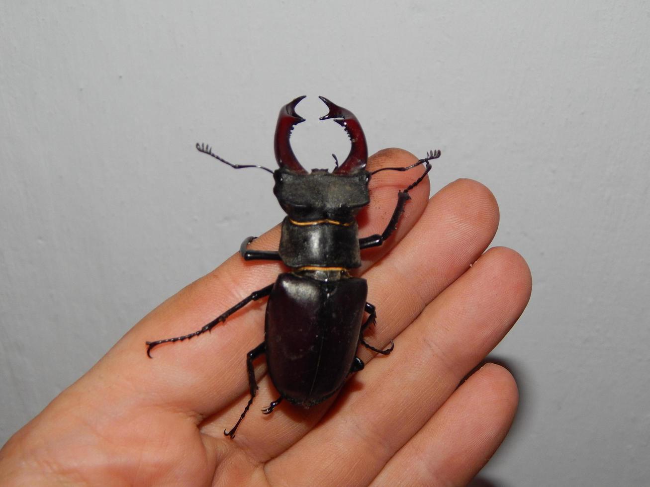 Grandes insectos escarabajo ciervo escarabajo foto