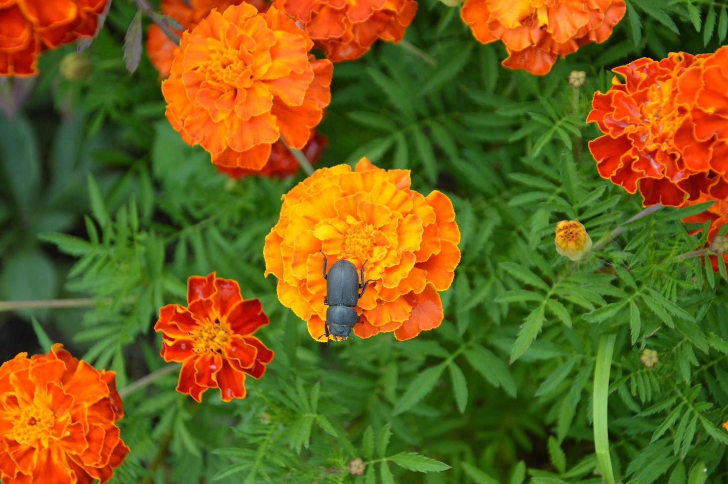 Black beetle on the background photo