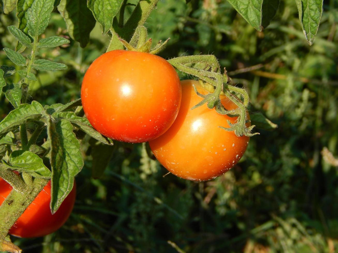 The food in the garden of fruits and vegetables photo