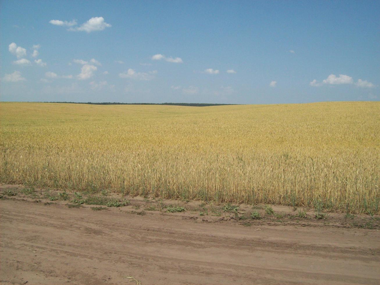 campo fuera de la ciudad, plantas agrícolas. foto