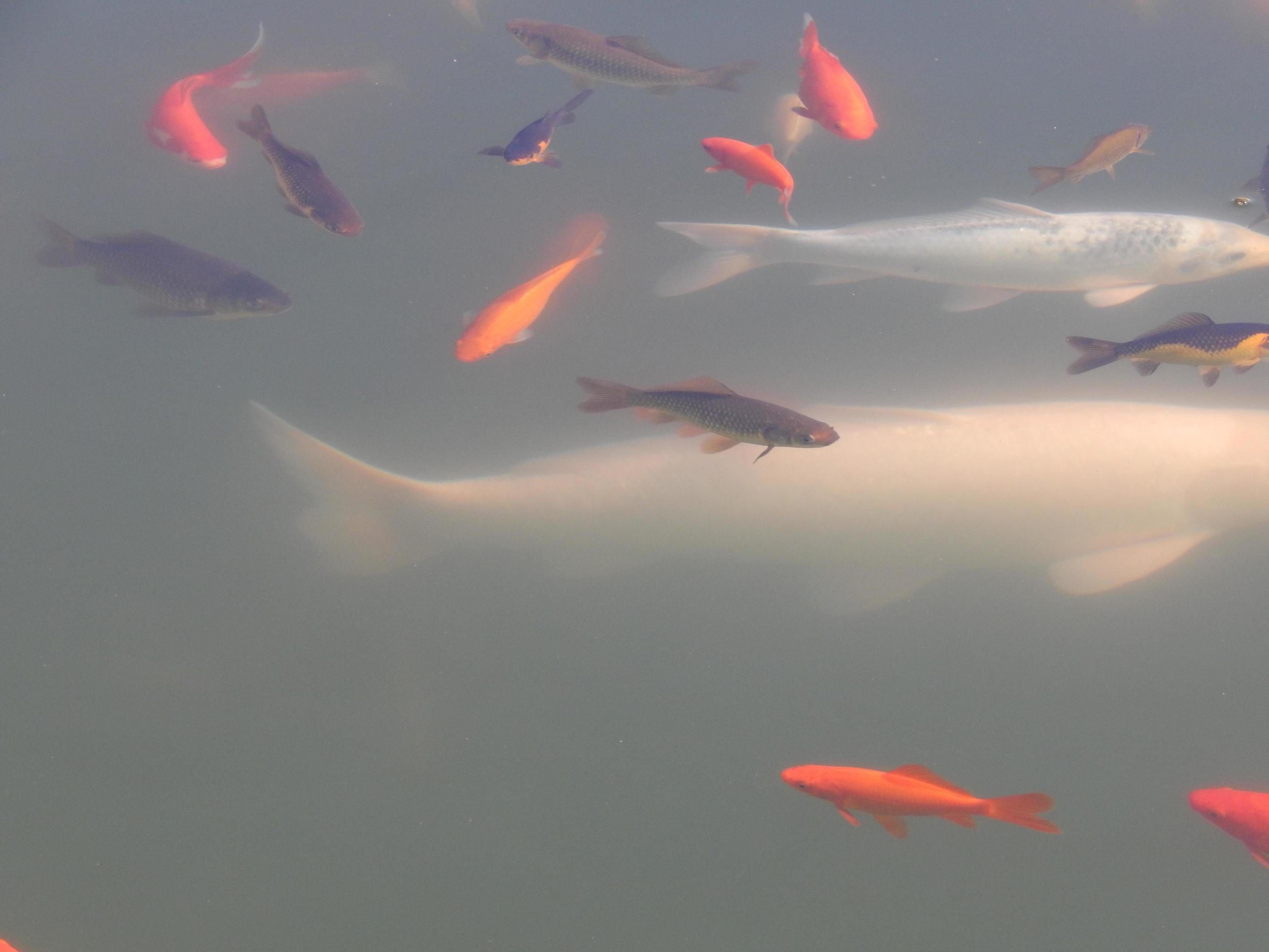 Goldfish In Water Troughs