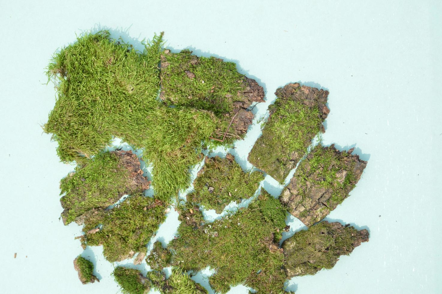 textura de musgo del bosque con árbol foto