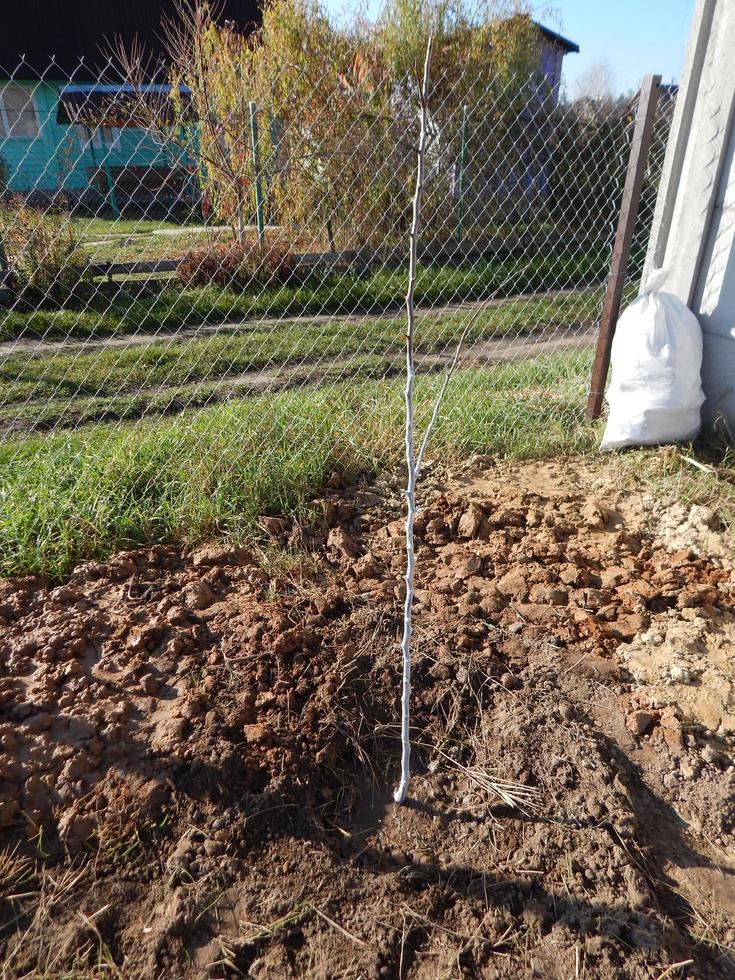 Plantar plántulas de árboles jóvenes en otoño en el jardín. foto