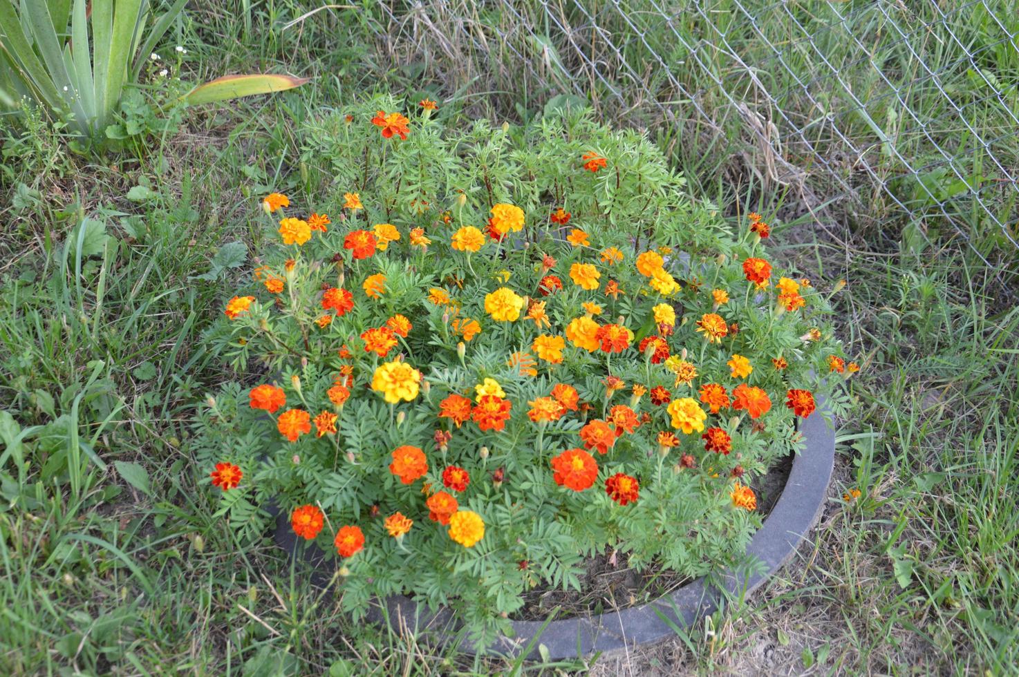 flores de colores y silvestres sobre un fondo verde foto