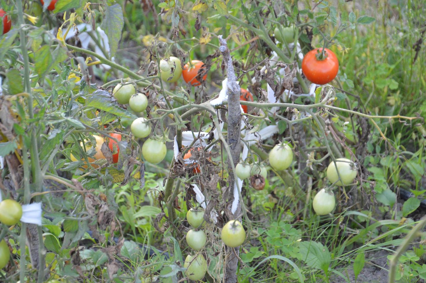 tomates maduros maduros en el jardín foto