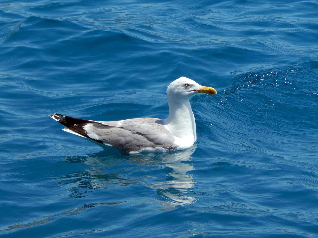 The seagull swims in the sea on the water photo