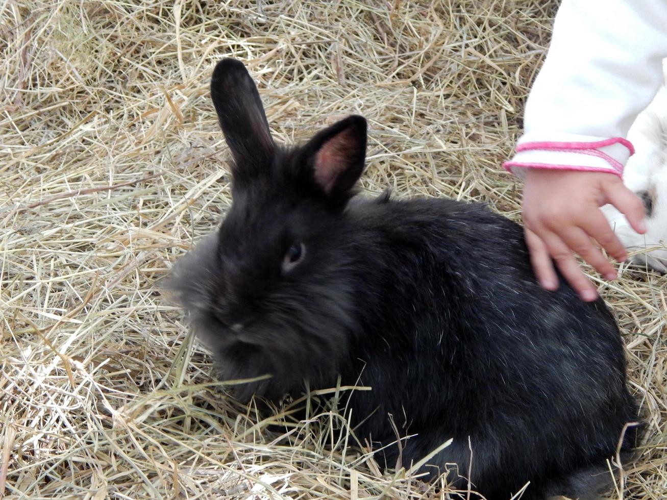 Hand the rabbit photo