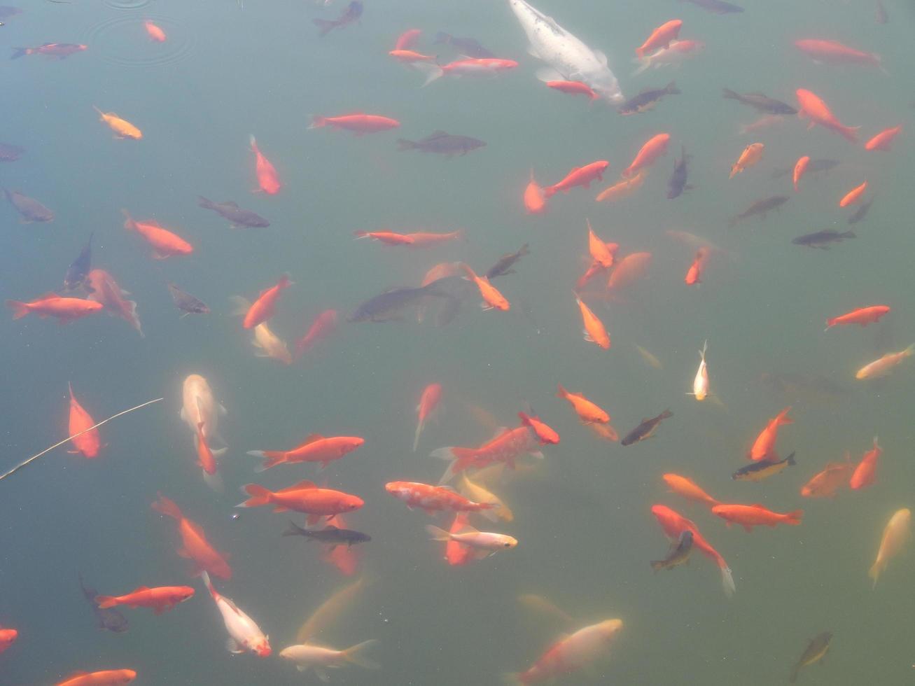 peces nadan en el tanque de agua bandada foto