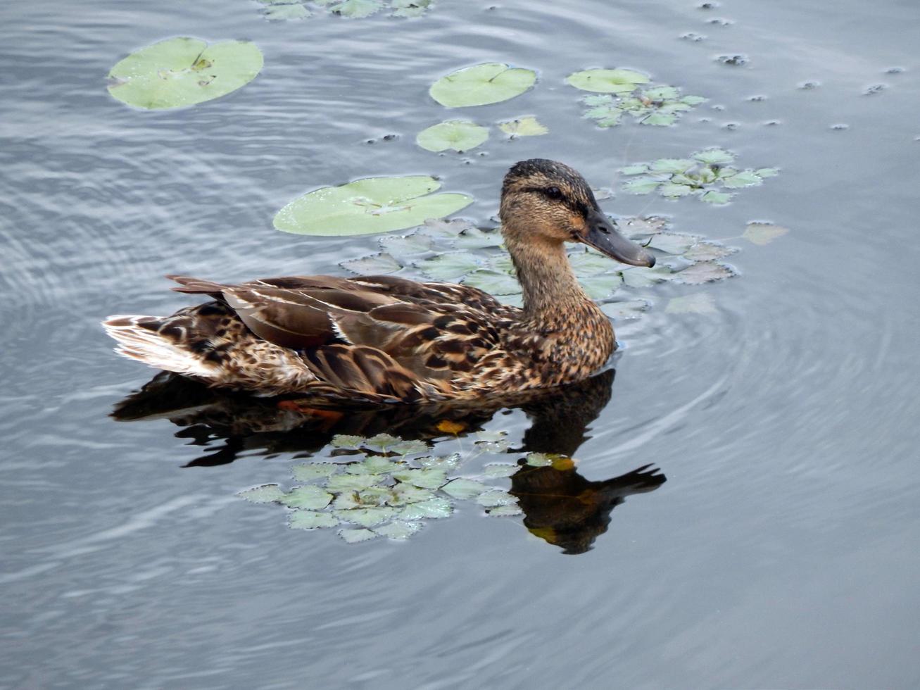 Ducks swim in the summer along the river on the water photo