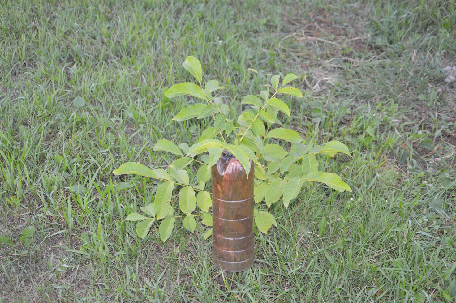 mecanismo de protección de botellas de plástico contra lunares para el jardín y hortalizas foto