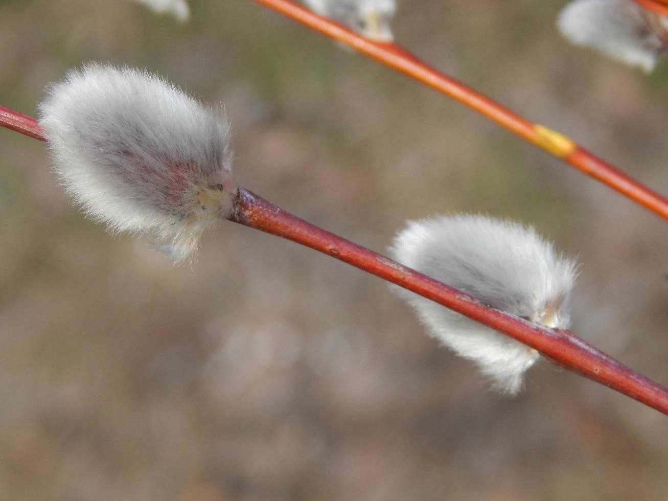 Pussy willow branches with background on the branches of trees in spring blossom photo