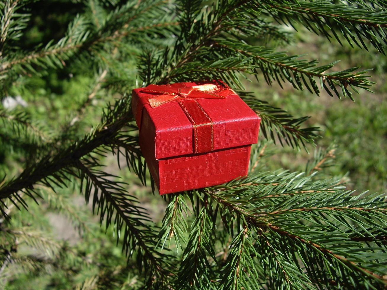 Caja de regalo roja en el fondo de abeto foto