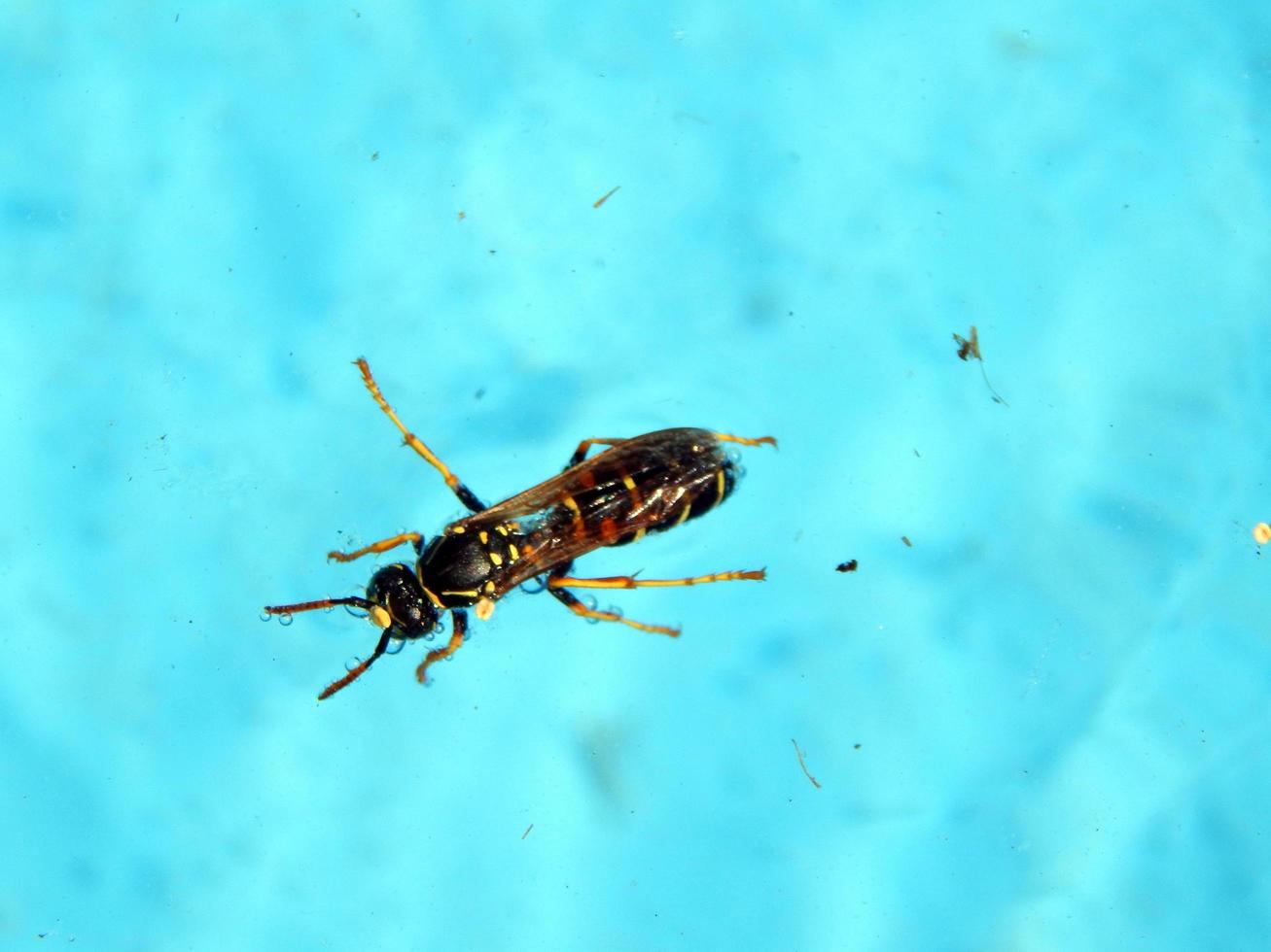 los insectos están nadando en la piscina foto