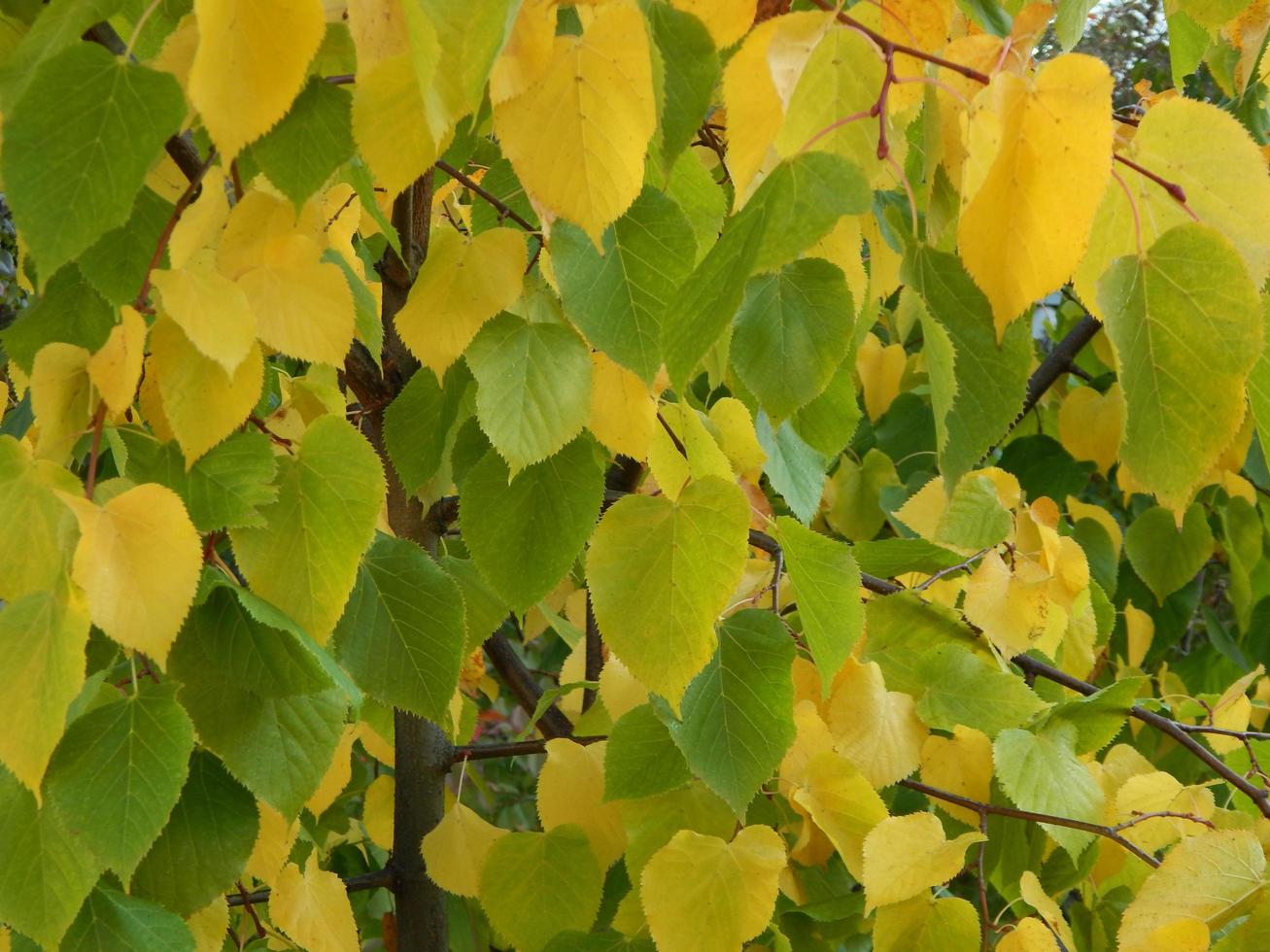 Texture of the autumn foliage of trees photo